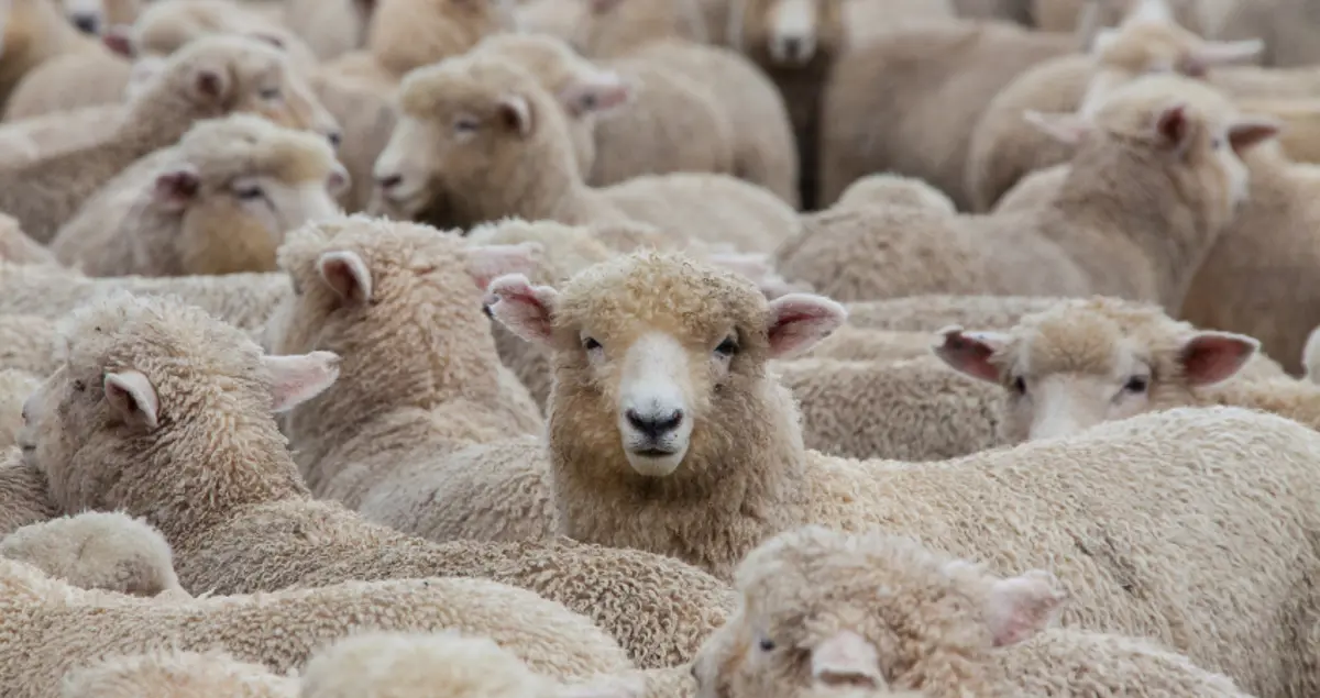 A huge heard of sheep in New Zealand about to go into the shearing shed. 